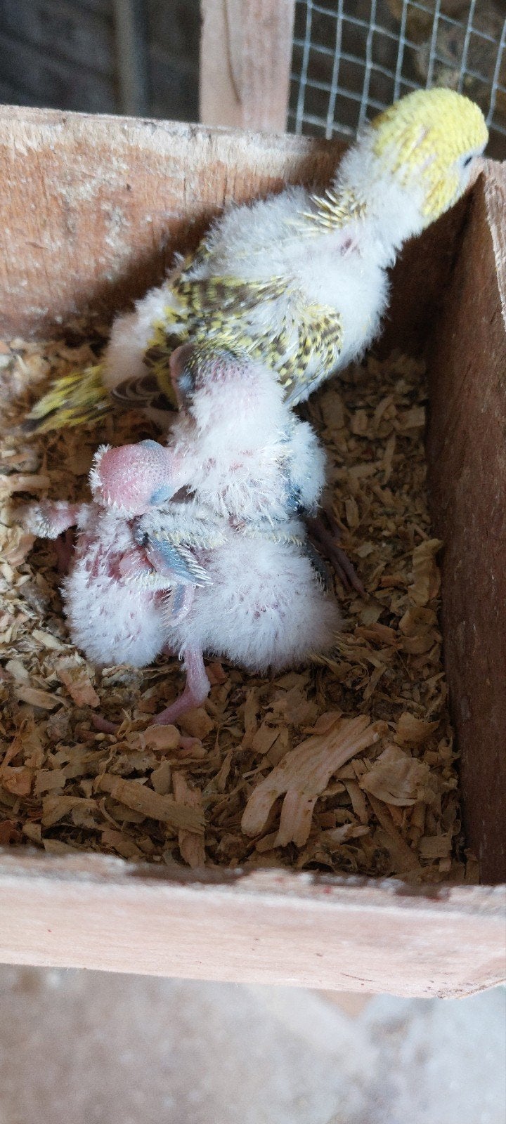 ENGELESE PARKIETEN TAM TE MAKEN, Meerdere dieren, Parkiet, Tam