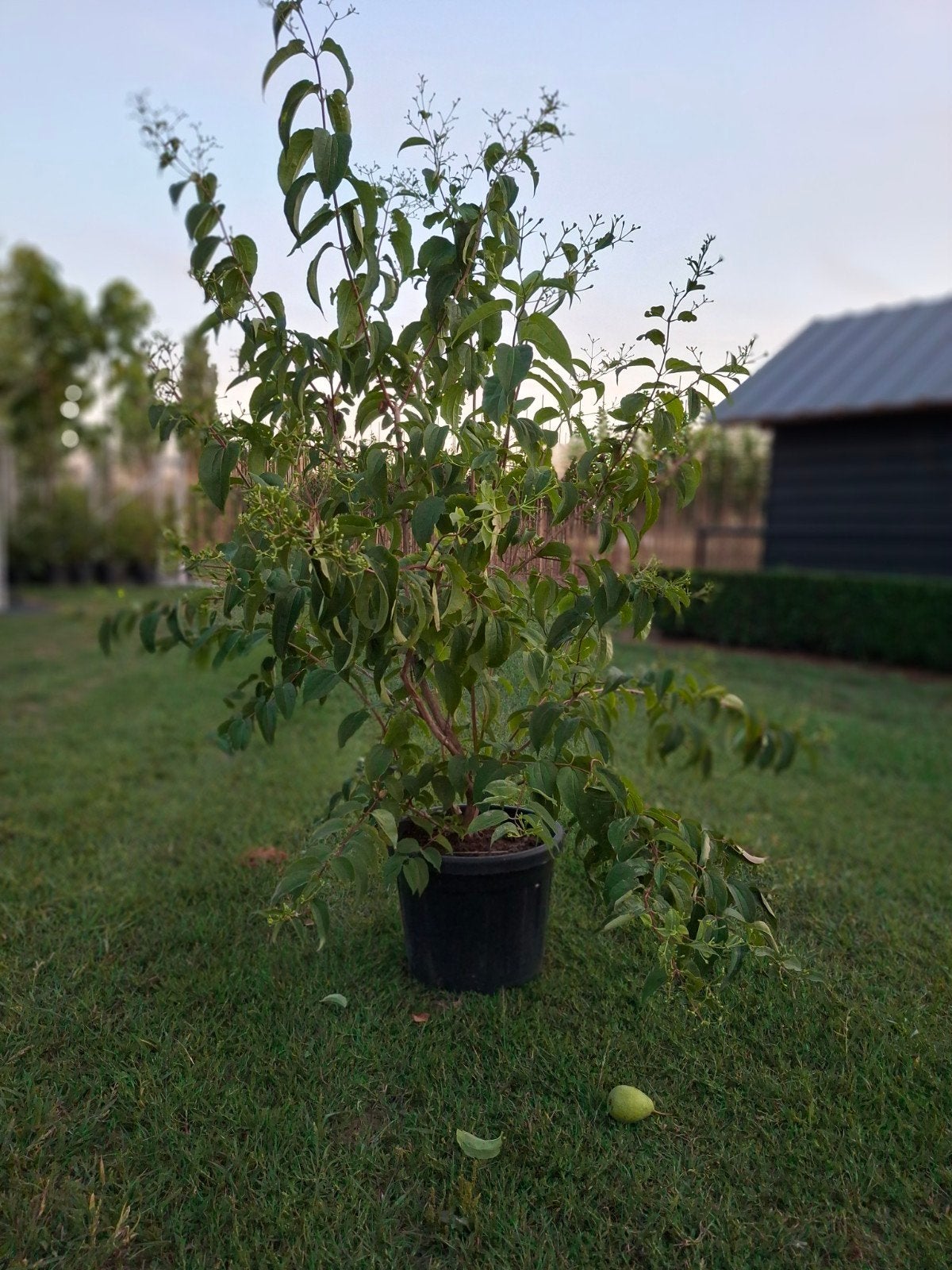 Te koop Heptacodium miconioides/zevenzonenstruik, Ophalen, Overige soorten, Struik, 100 tot 250 cm