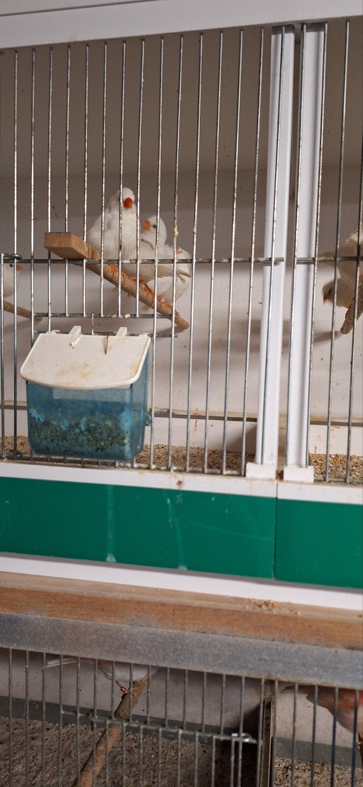 zebravinken wit 8 stuks, Dieren en Toebehoren, Meerdere dieren