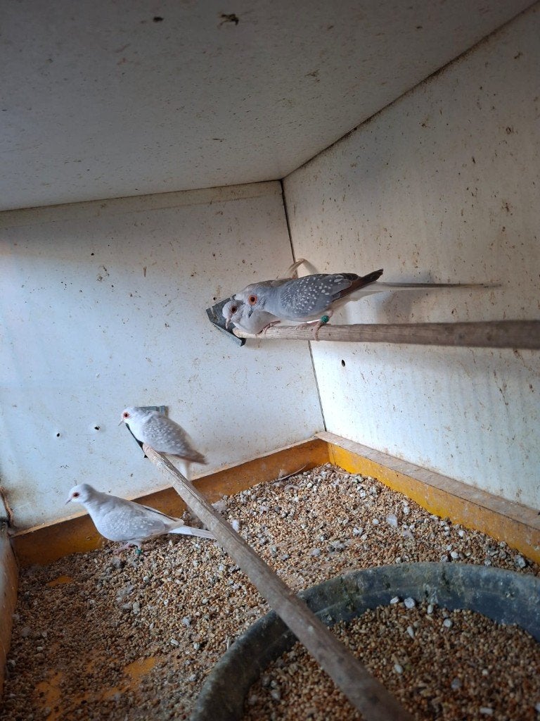 div tropen, Dieren en Toebehoren, Vogels | Overige Vogels, Meerdere dieren, Tropenvogel