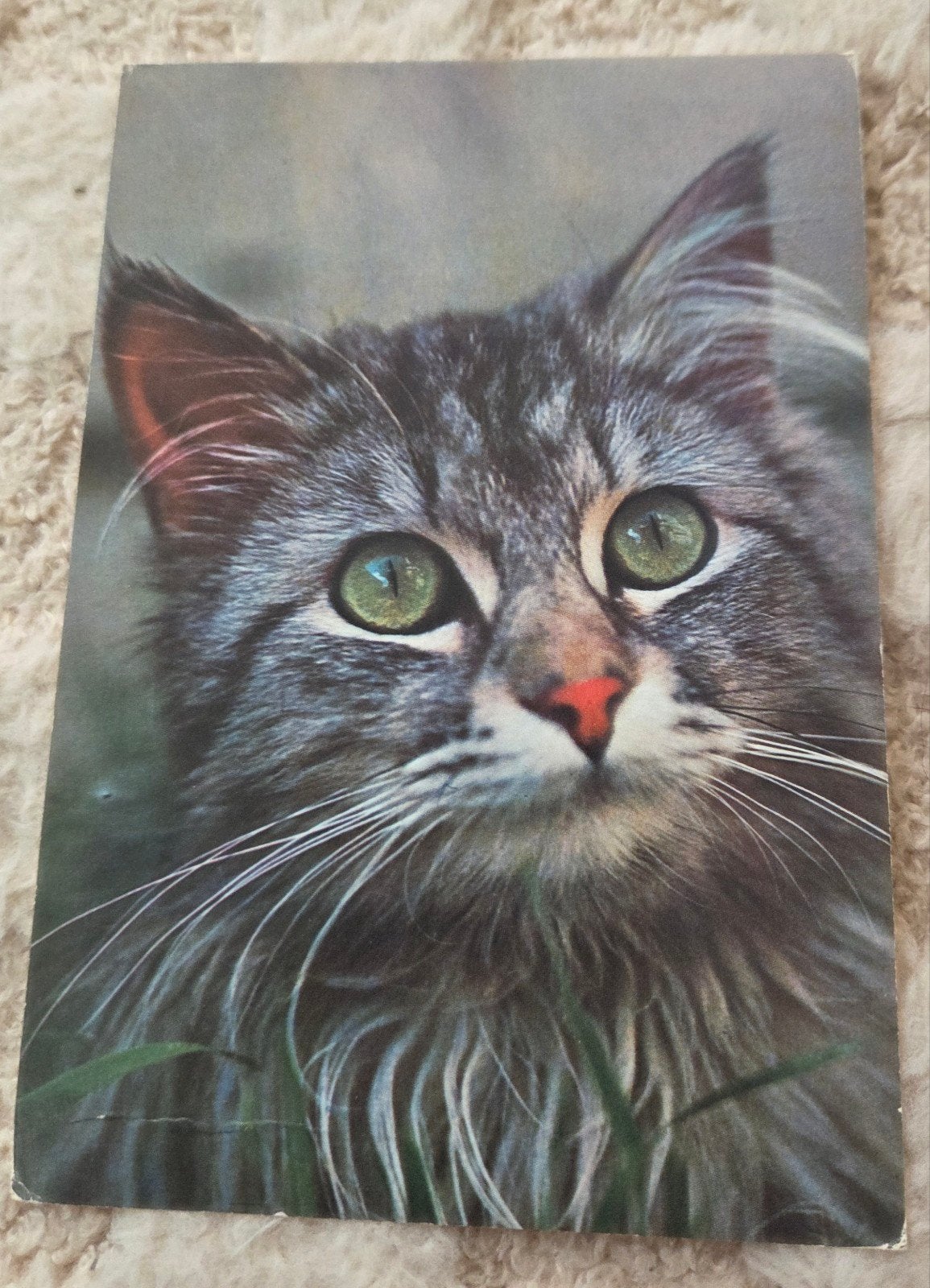 Kat met Groene Ogen, Verzenden, 1960 tot 1980, Ongelopen, Hond of Kat