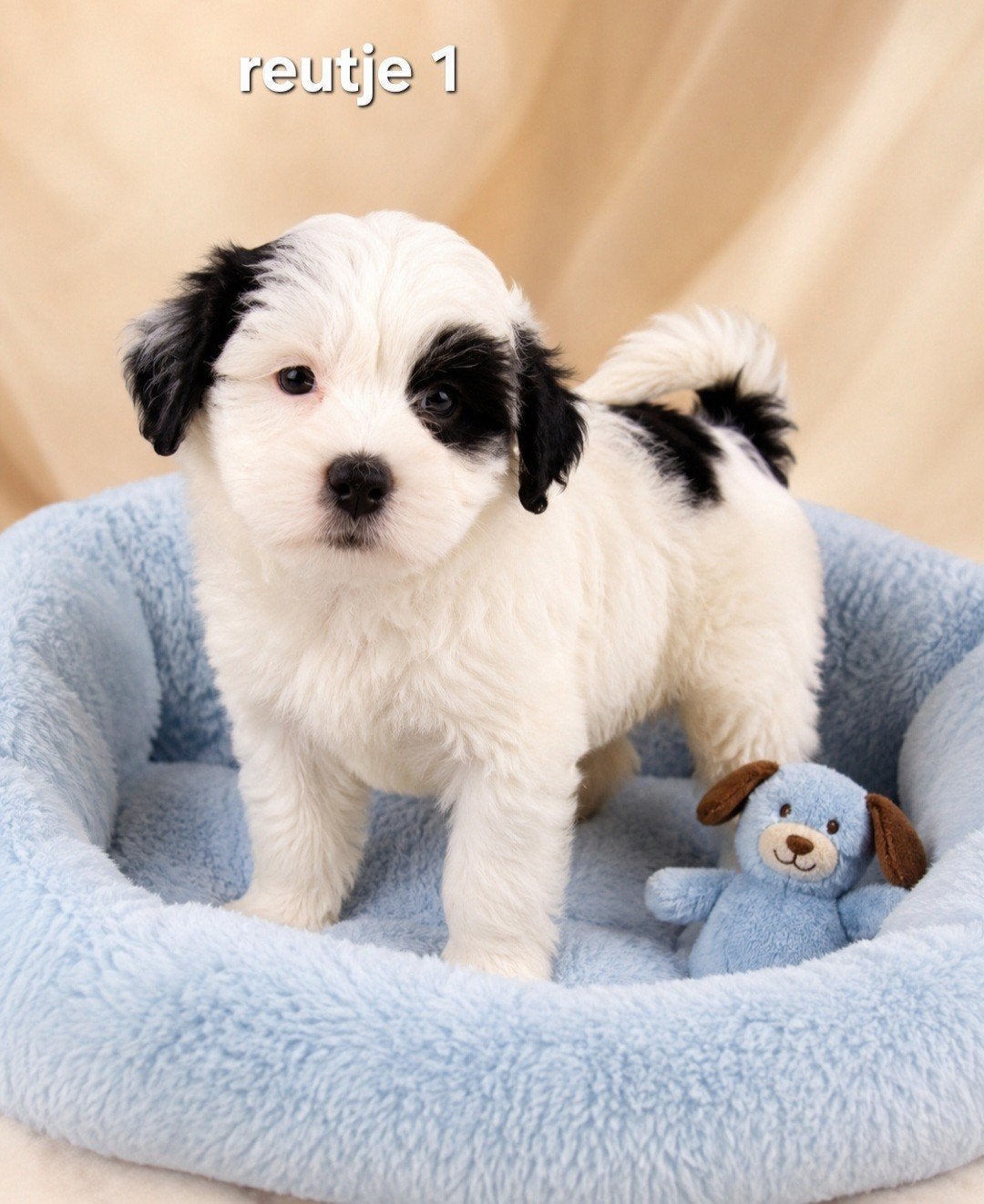 Super mooie boomer pups shih tzu maal maltezer, Parvo, Overige rassen, 8 tot 15 weken, Meerdere