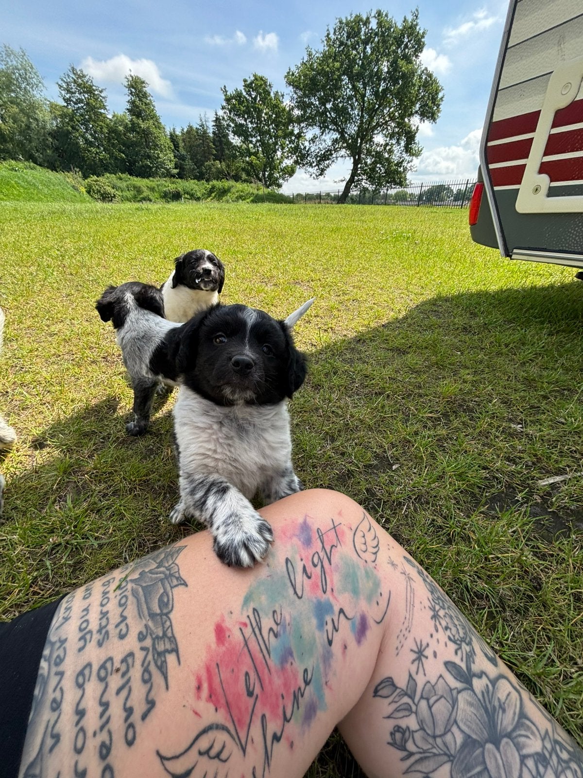 Ras echte friese stabij pups!, Dieren en Toebehoren, Parvo, Overige rassen, 8 tot 15 weken, Meerdere