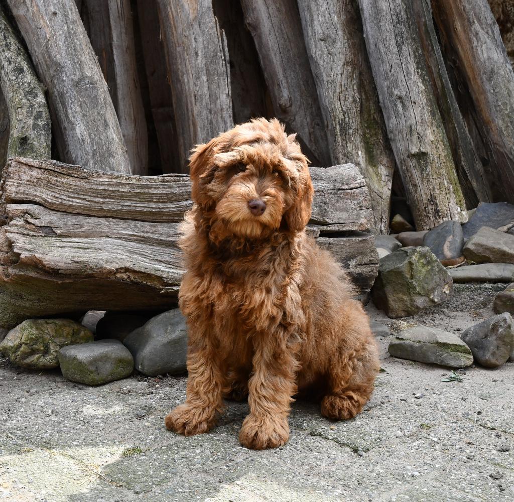 Australian Labradoodle reutje Teddy uit geteste ouders, Parvo, Nederland, Overige rassen, 8 tot 15 weken