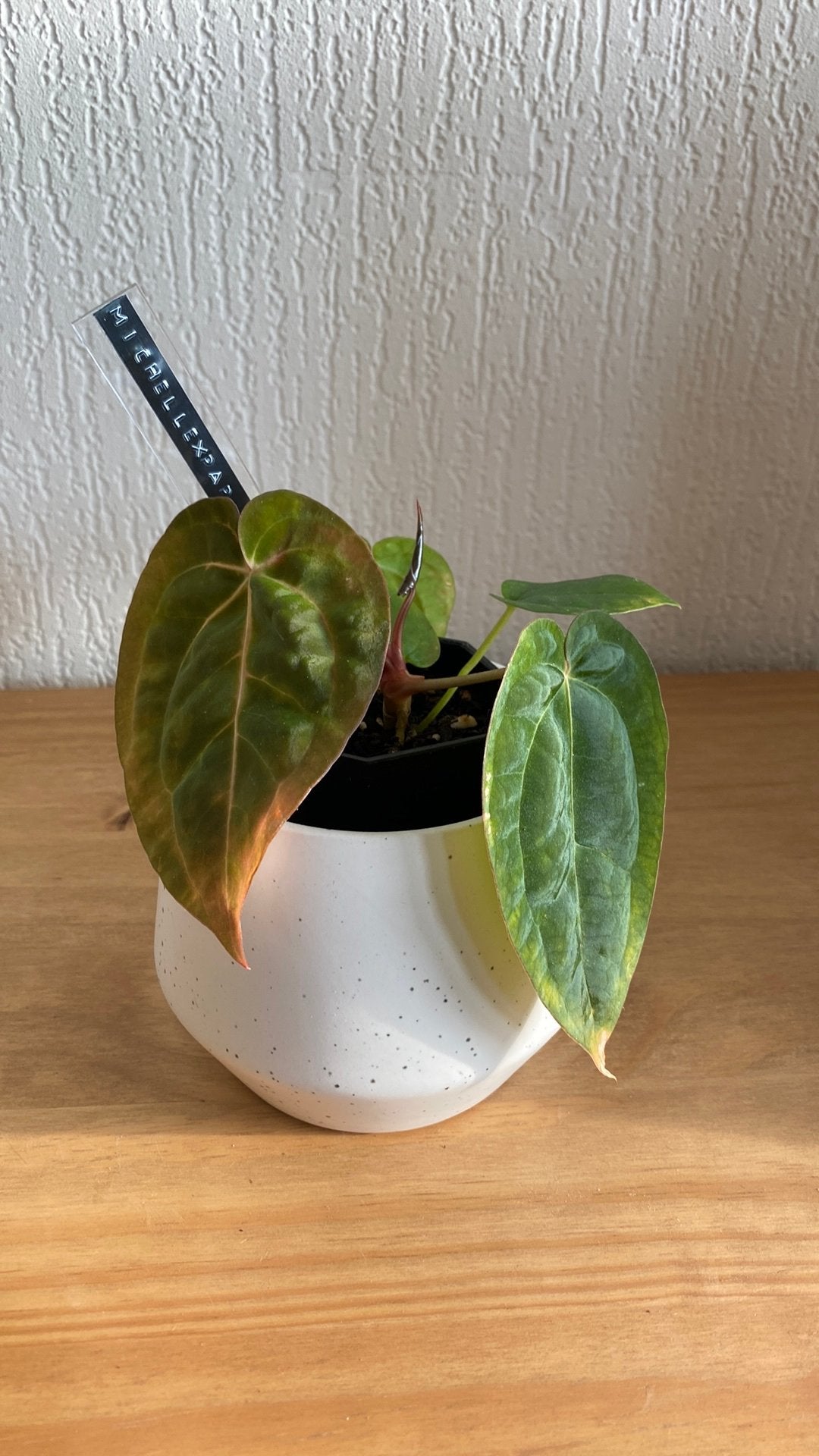 Anthurium Michelle x Pap Guna Yala, Ophalen, Halfschaduw, Minder dan 100 cm