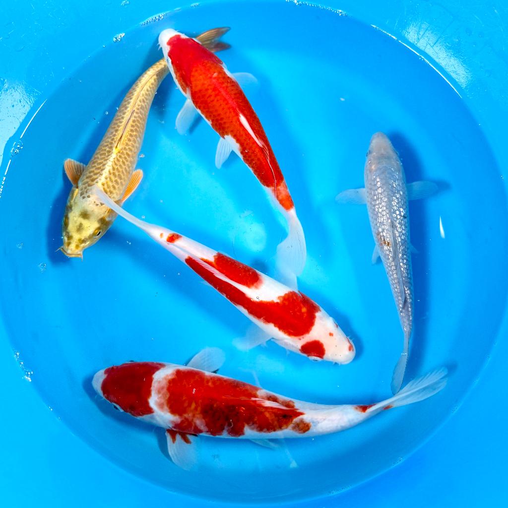 Marusei Nisai mix 25-32cm Japan Koi | Leonie's Nishikigoi, Dieren en Toebehoren, Karper of Koi