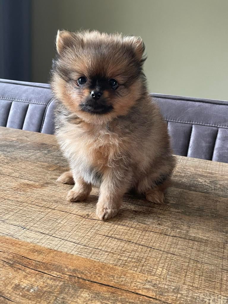 Pomeriaan reutje, 8 tot 15 weken, Parvo, Eén hond, Nederland