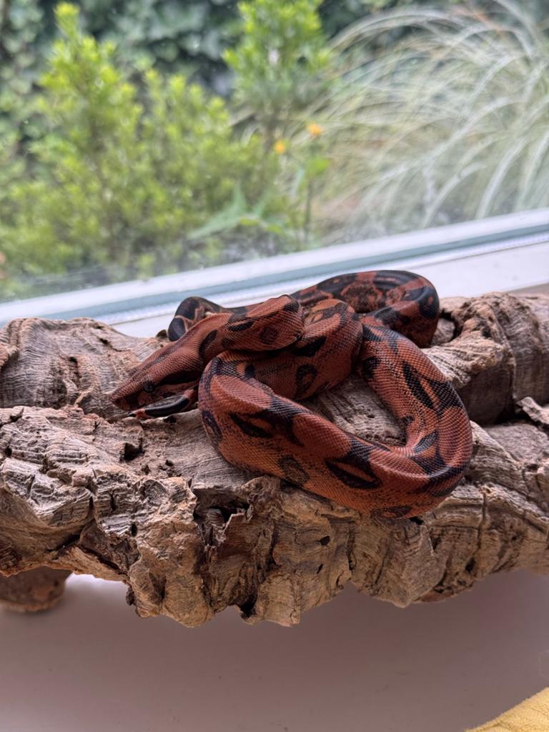 Boa 0.1 Blood het Albino Kahl 2024, Dieren en Toebehoren, Reptielen en Amfibieën, Slang, 0 tot 2 jaar