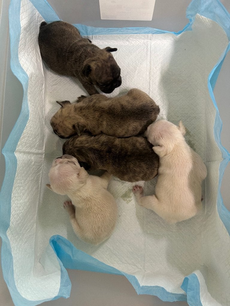 Franse Bulldog ouders aanwezig, Parvo, België, Particulier, 8 tot 15 weken