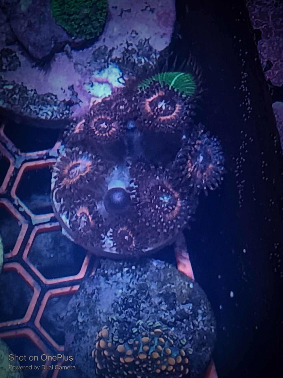 Pink zipper zoanthids, Overige typen