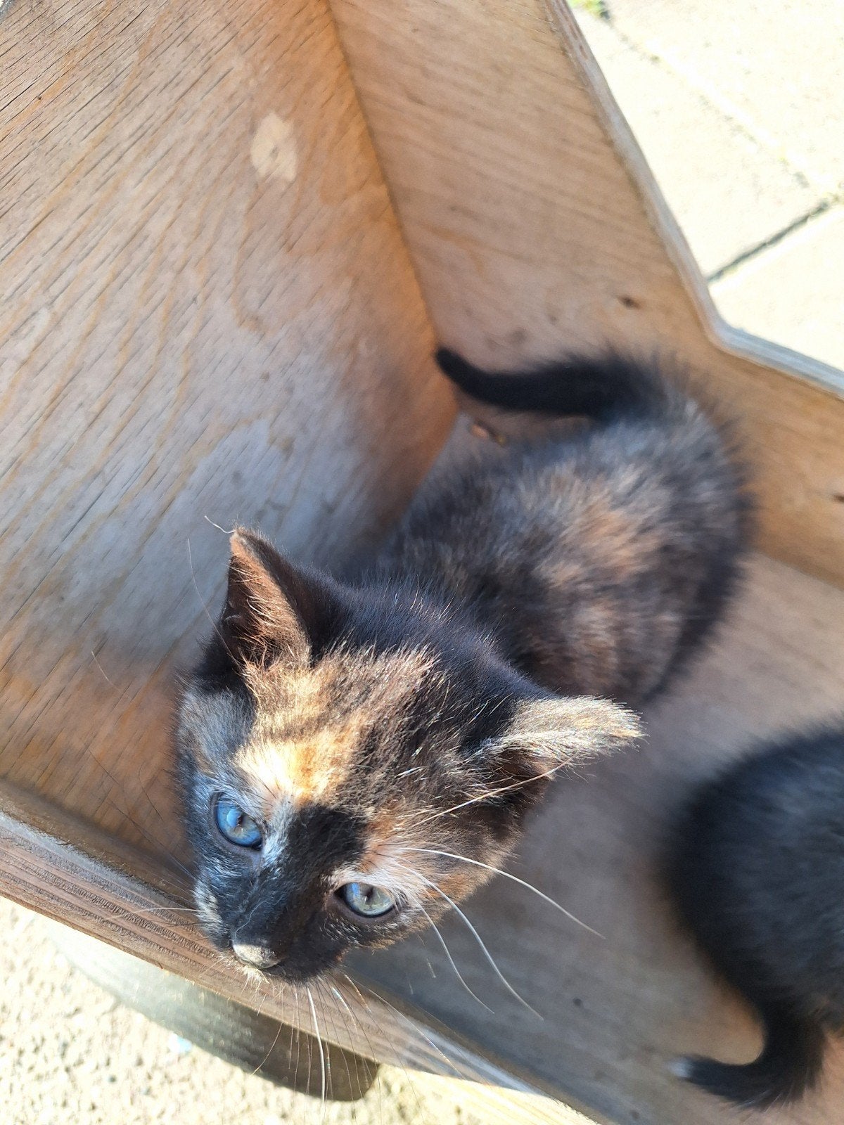 schattig kittens te koop, Poes, 0 tot 2 jaar