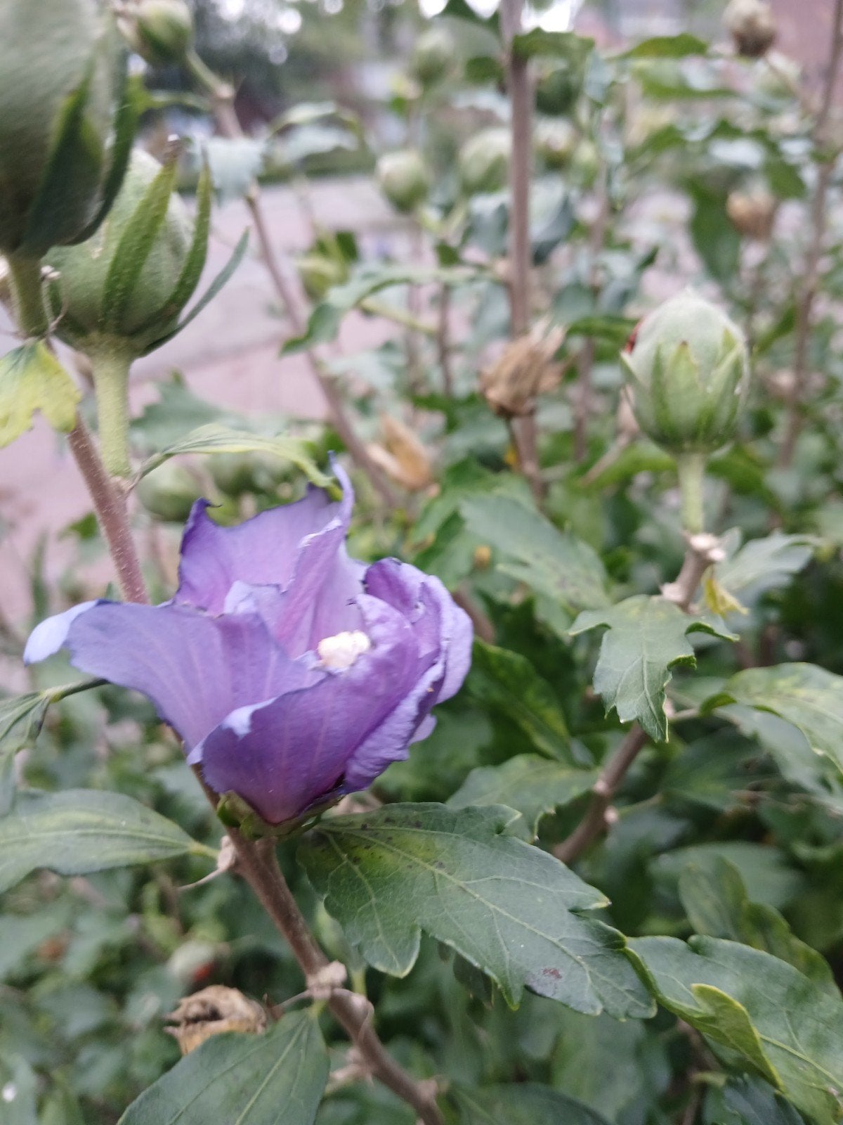 Hibiscus paars, Ophalen, Overige soorten, Halfschaduw
