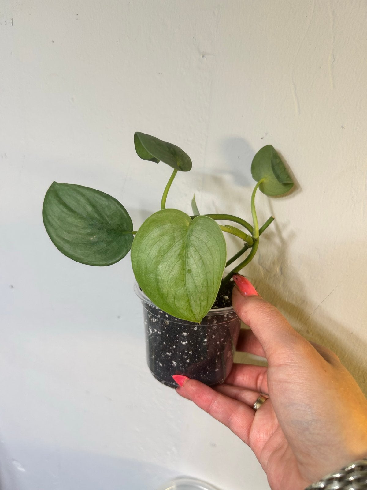 Scindapsus Silver Hero - Zeldzame en prachtige kamerplant, Ophalen of Verzenden, Halfschaduw, Minder dan 100 cm