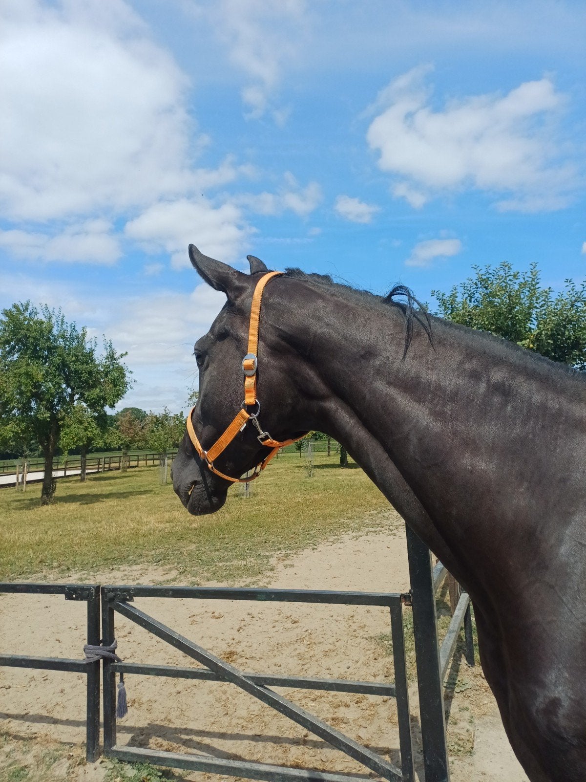 super lieve ruin te koop, Dieren en Toebehoren, B, Ruin, Dressuurpaard, 170 tot 175 cm