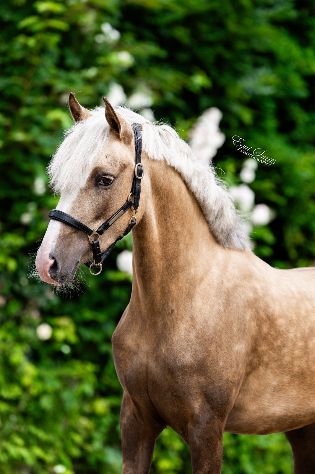 Knappe 3 jarige palomino merrie v. Diamond Touch, Merrie, Met stamboom, Dressuurpony, Niet van toepassing