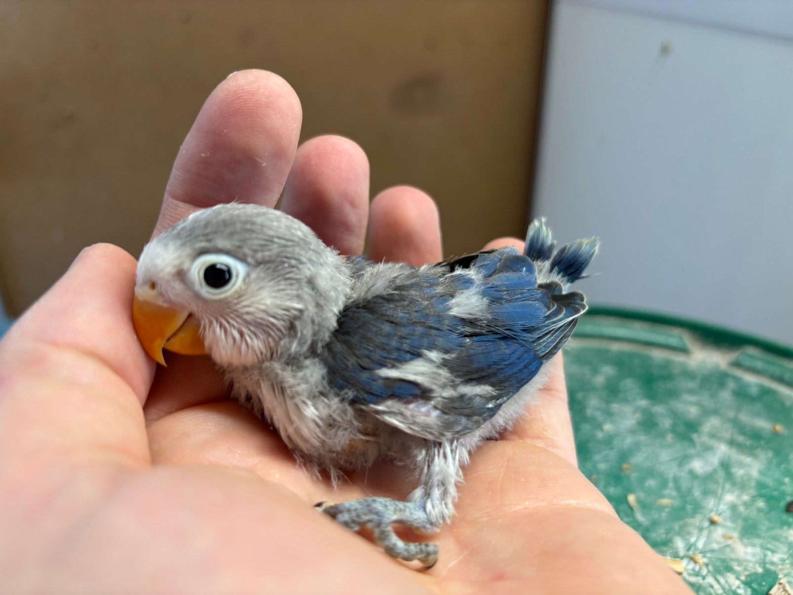 Jonge Agapornis Fischeri dwergpapegaai, Geslacht onbekend, Dwergpapegaai of Agapornis