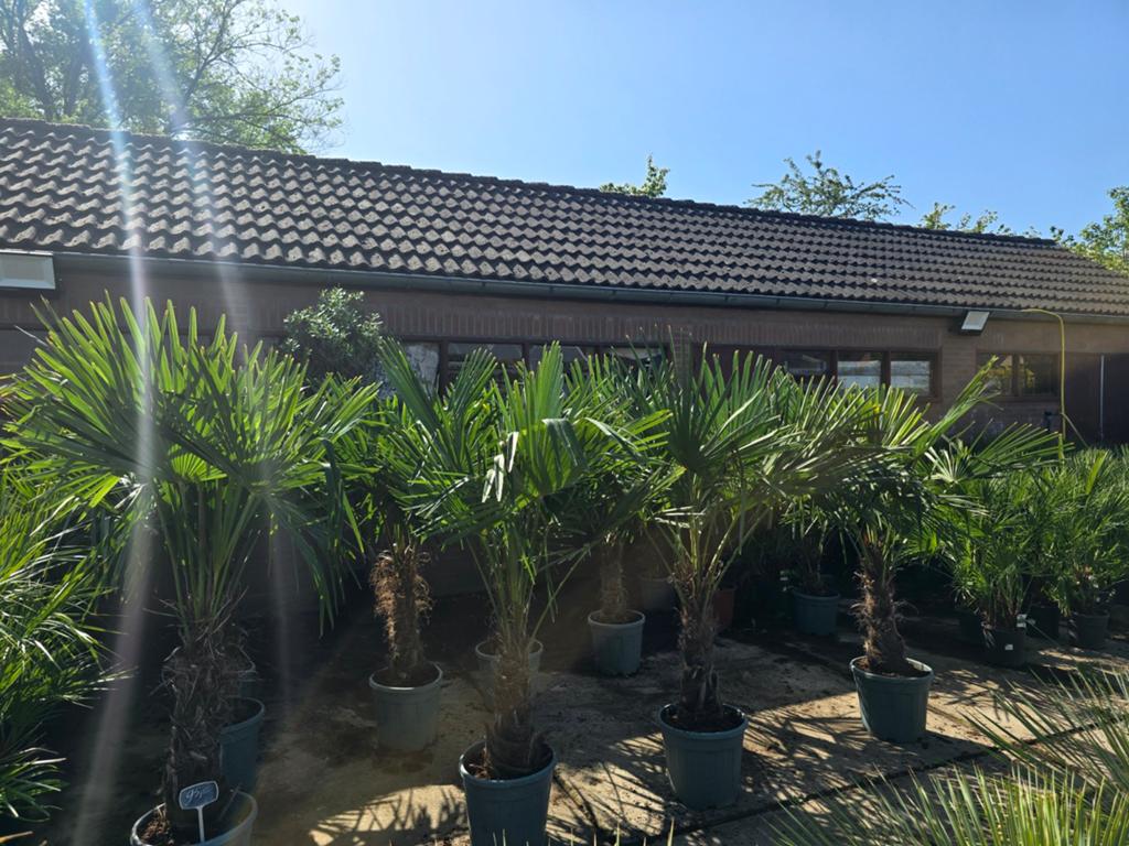 Trachycarpus fortunei palmbomen €95, Ophalen of Verzenden, Nieuw, Kunststof, 250 tot 500 cm
