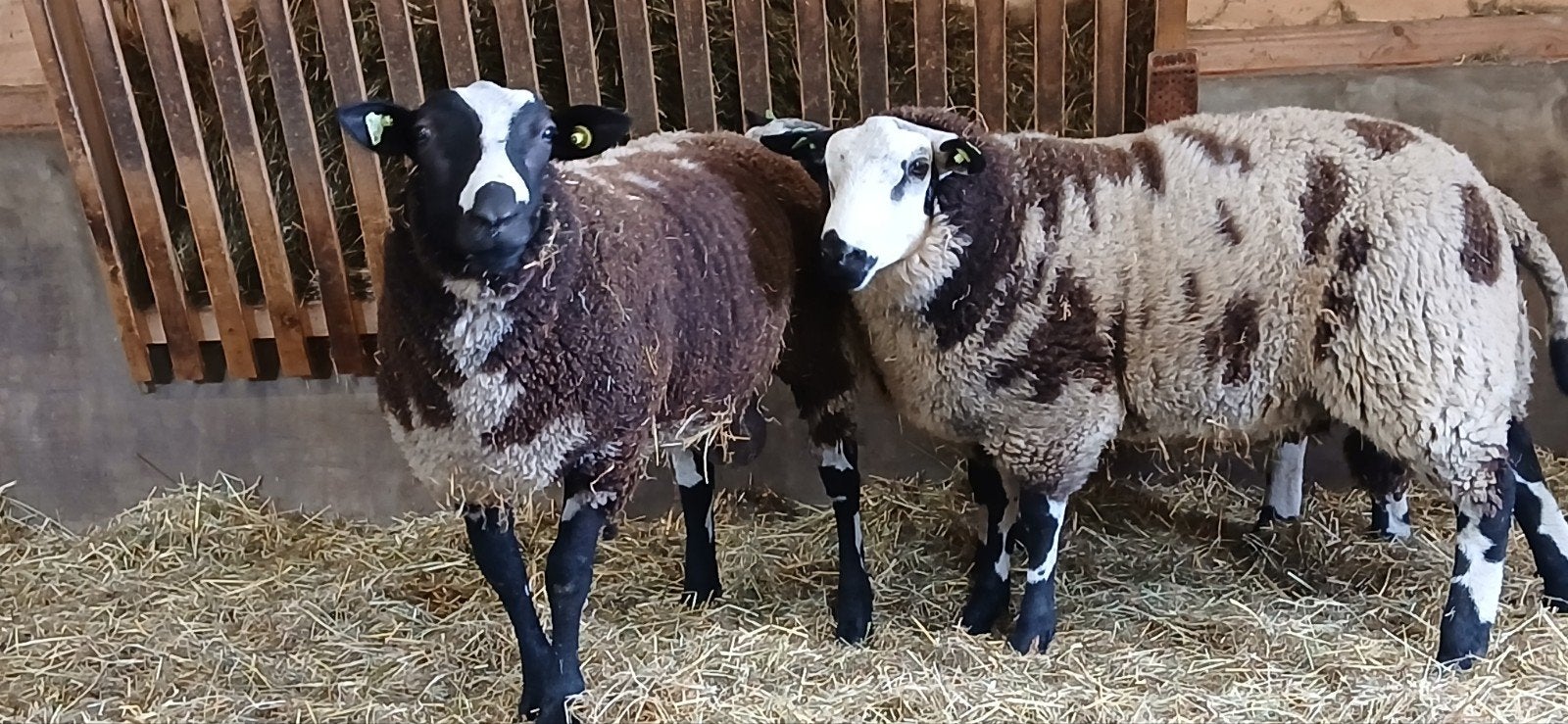 Te koop 2 beste bonte dekrammen, Dieren en Toebehoren, Schapen, Geiten en Varkens, Mannelijk, Schaap, 0 tot 2 jaar