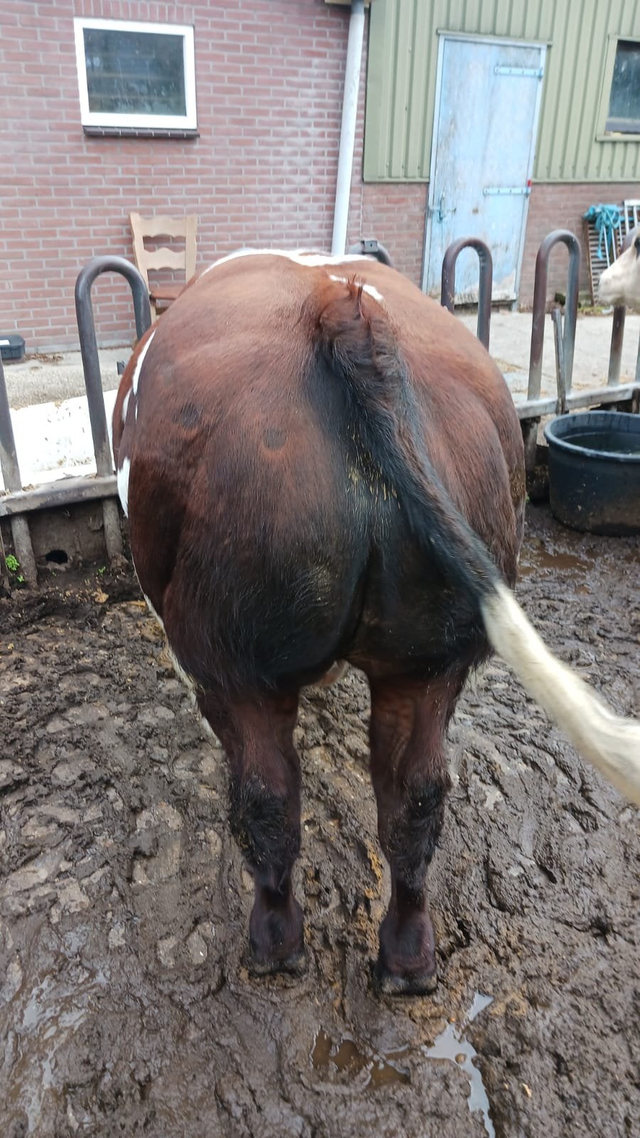 Dikbil stieren en een mooie M.R.I.J dekstier, Dieren en Toebehoren, Meerdere dieren