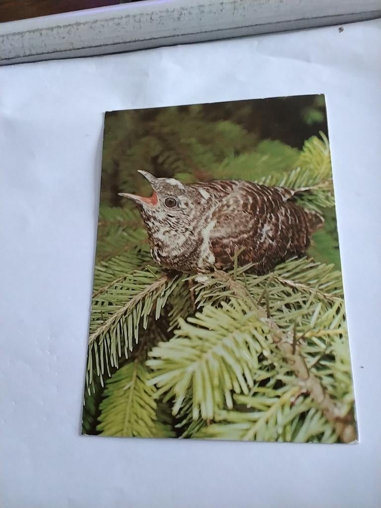 KOEKOEK. 1987, Verzamelen, Ophalen of Verzenden, 1980 tot heden, Natuur
