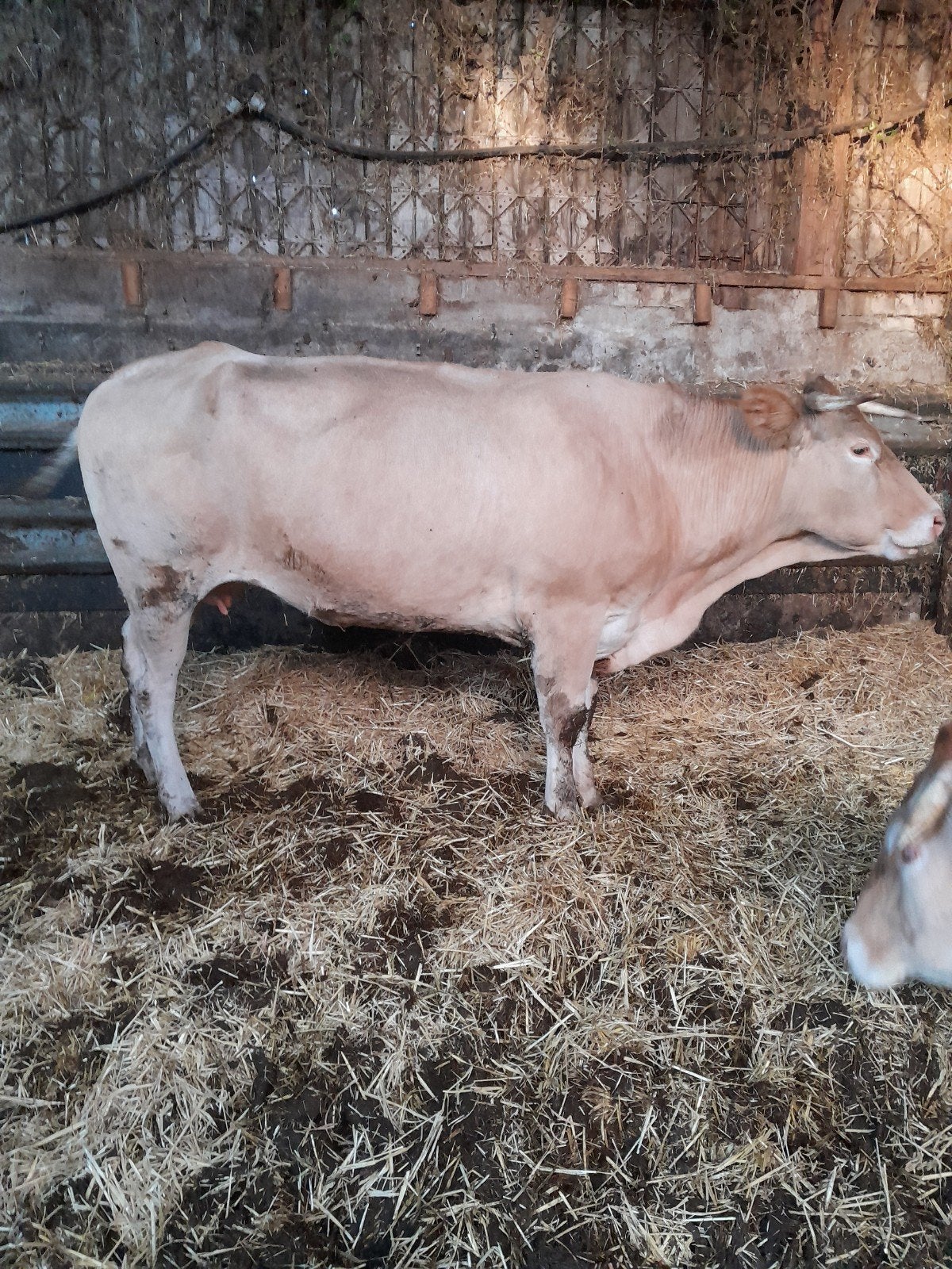 blonde koe, Dieren en Toebehoren, Mannelijk