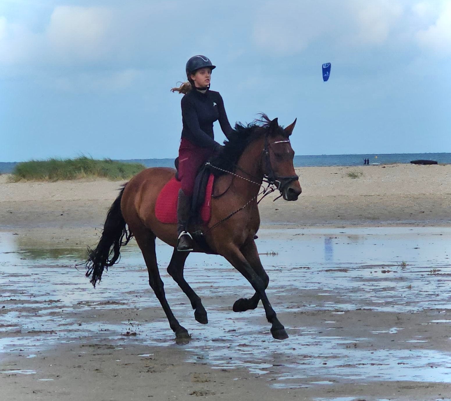 Uitzonderlijk brave Cruzado merrie met sportpotentie, B, 11 jaar of ouder, Recreatiepony, Merrie