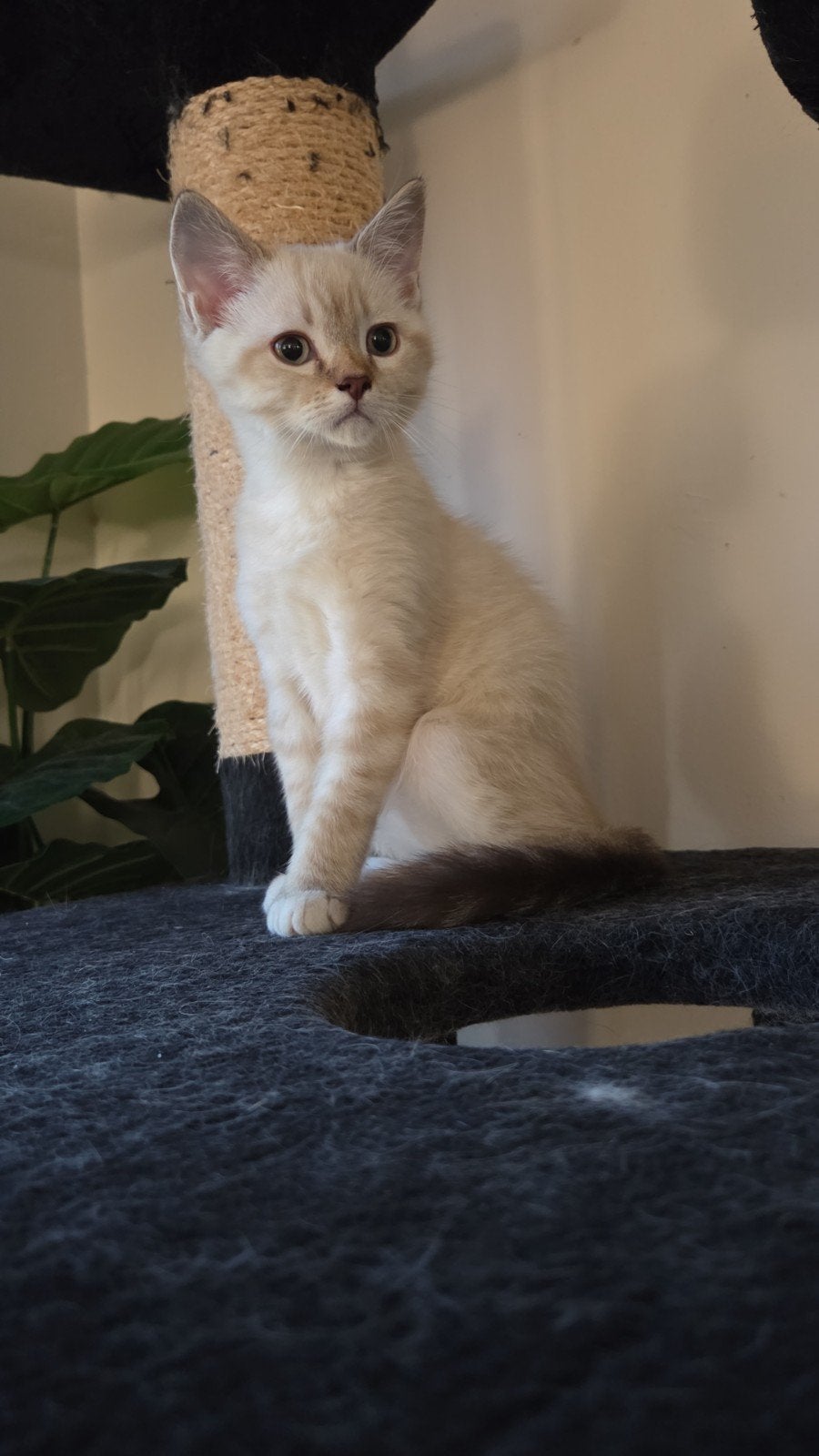 2 katers kittens ragdoll x brits korthaar, Kater, Kortharig, 0 tot 2 jaar