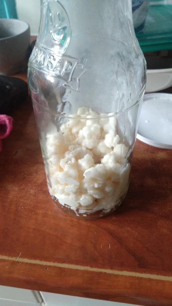 Rauw melkse kefir, Ophalen