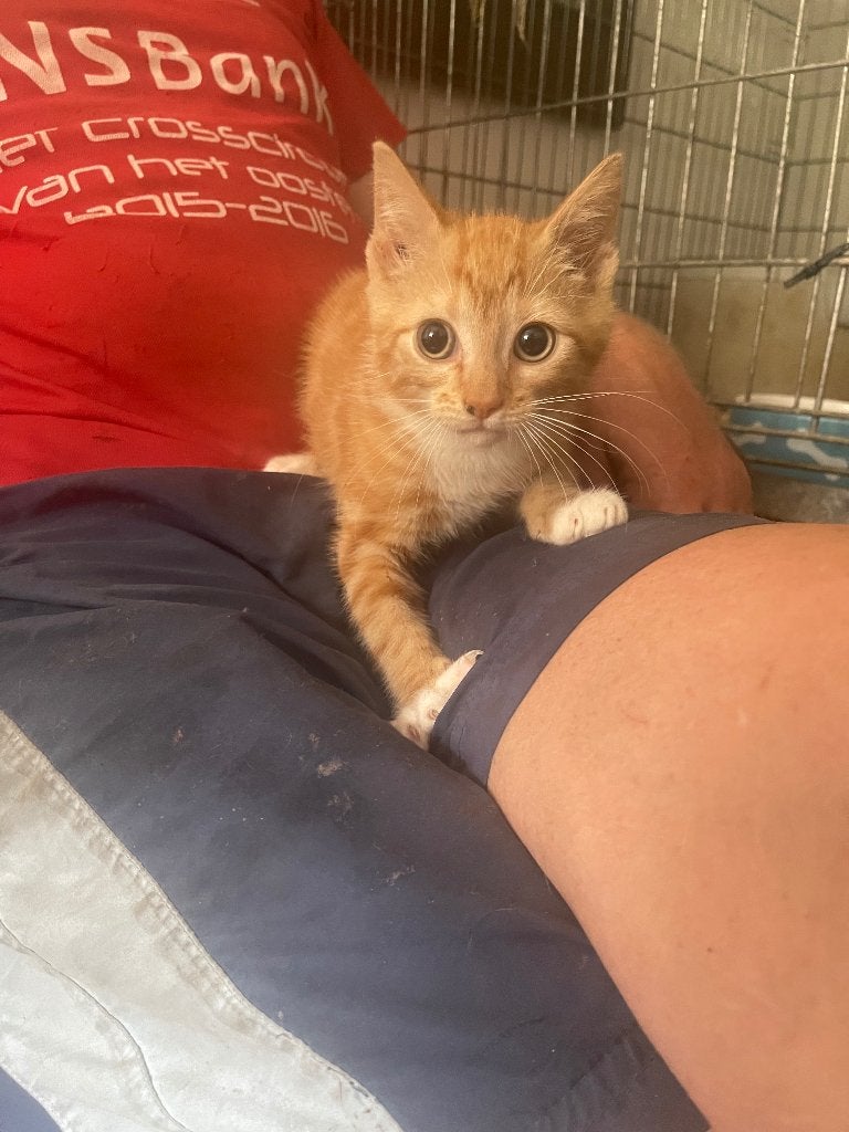 Lieve boerderij kittens, Dieren en Toebehoren, Meerdere dieren, Kortharig, 0 tot 2 jaar