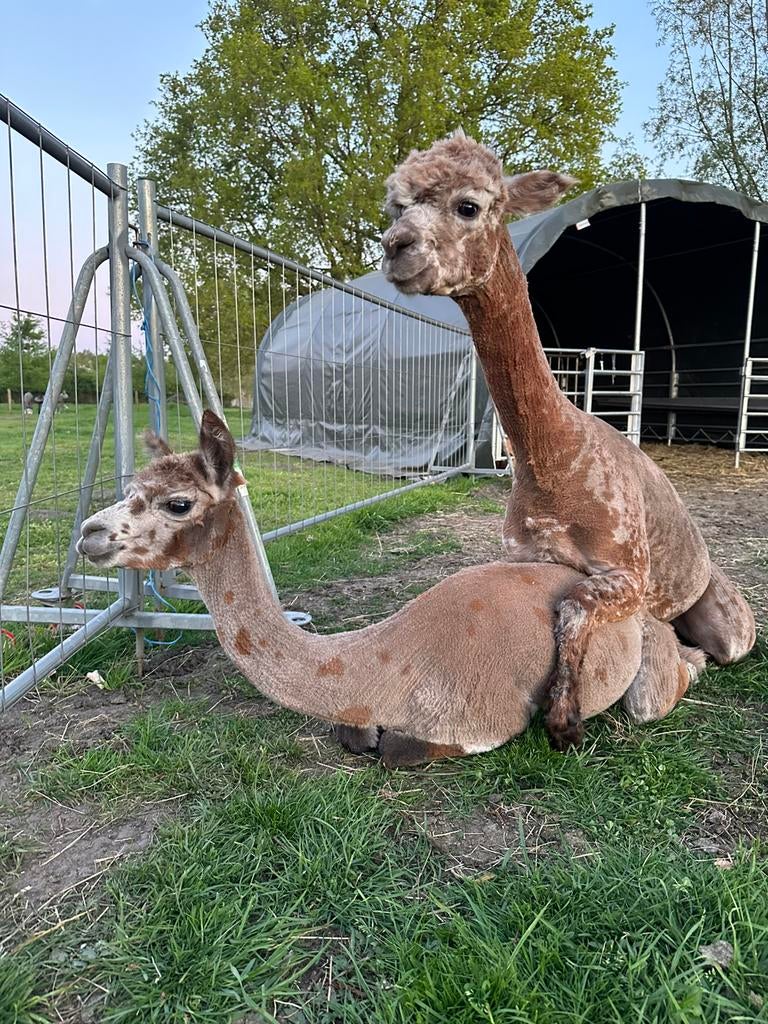 ALPACA DEKSERVICE: 4 hengsten ter dekking, Juni, Mannelijk