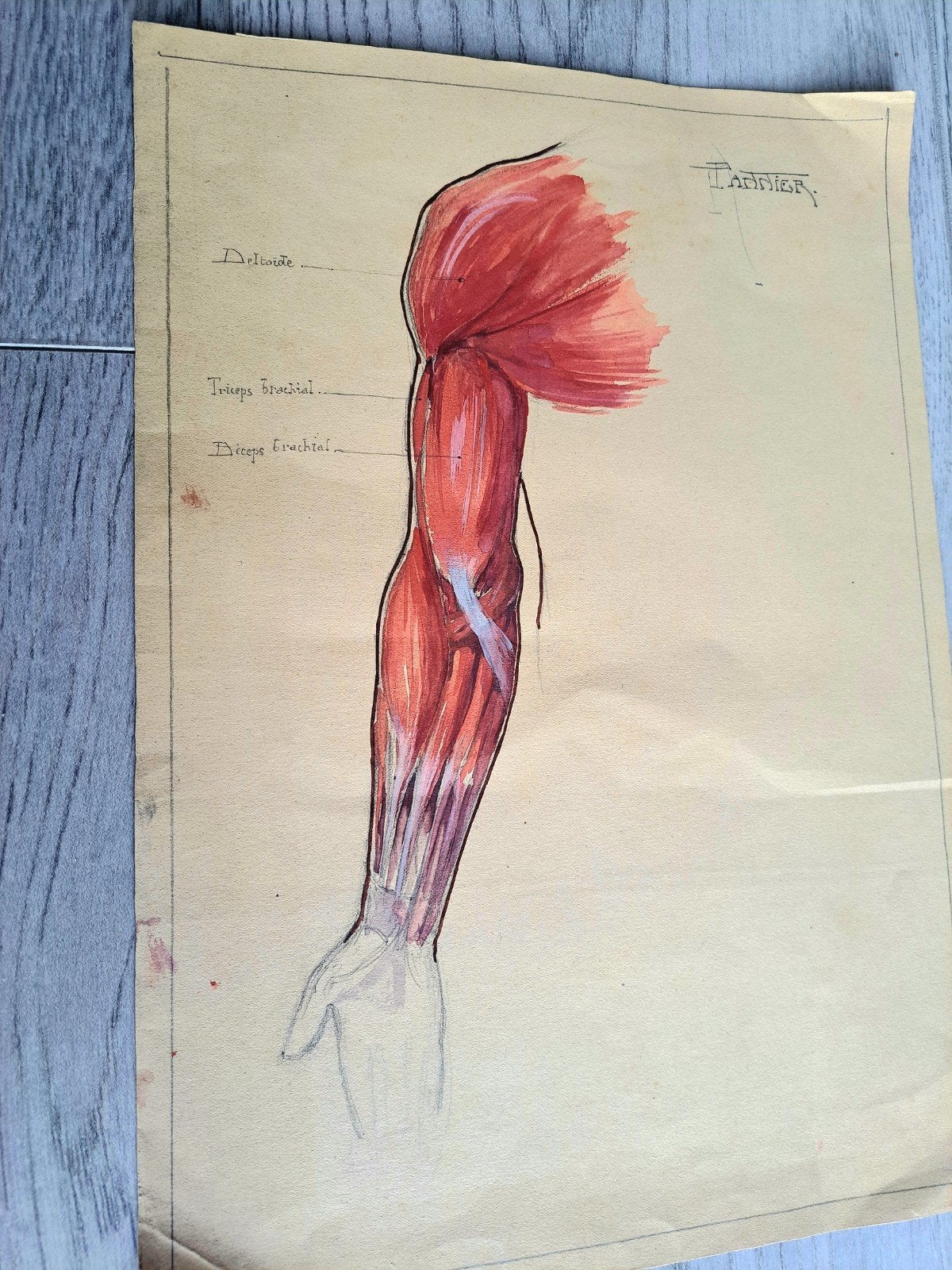 Antieke Anatomische Studietekening van de Arm 19e eeuw, Ophalen of Verzenden