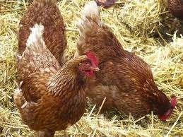 Bruine Barnevelder Legkippen., Dieren en Toebehoren, Vrouwelijk, Kip