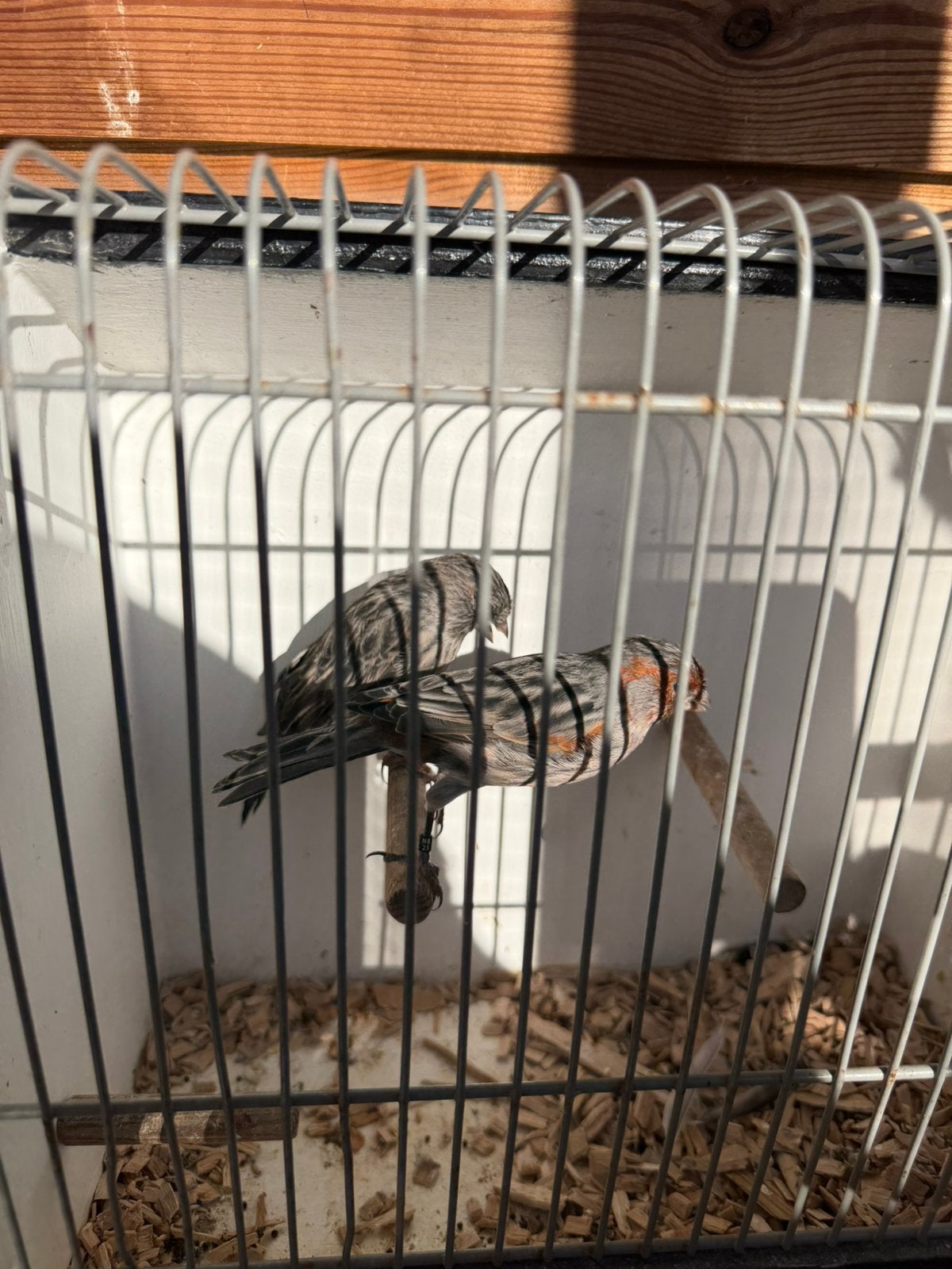Zwart rood mozaiek koppel, Dieren en Toebehoren, Meerdere dieren, Kleurkanarie