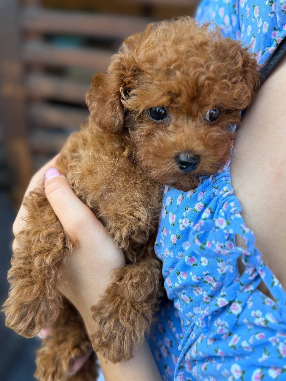Toypoedel teefje | Female toy poodle, Poedel, Parvo, 8 tot 15 weken, Teef