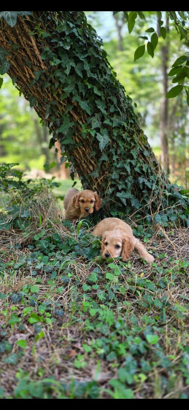 Lieve engelse cocker spaniël pups, 15 weken tot 1 jaar, Parvo, Meerdere, Meerdere dieren