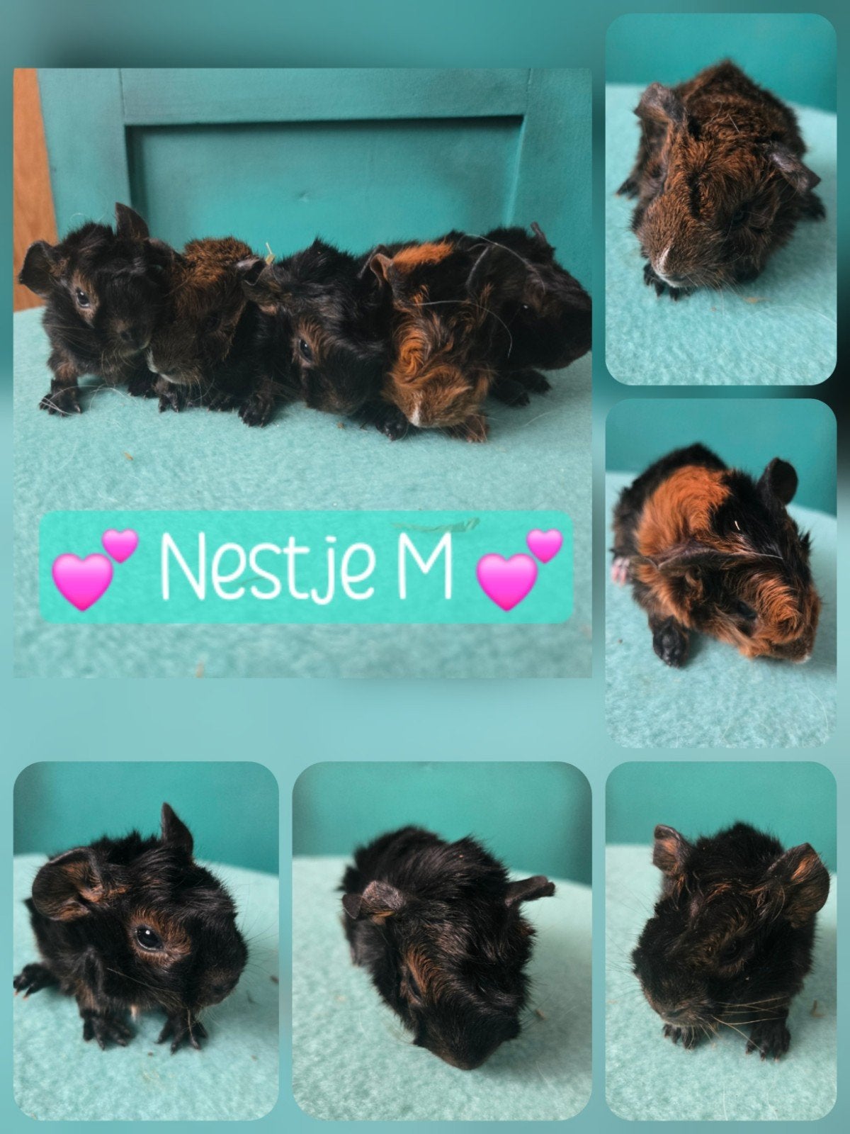 Peruvian cavia beertjes en zeugje! Kruldragend!, Dieren en Toebehoren, Cavia, Meerdere dieren, Tam, September