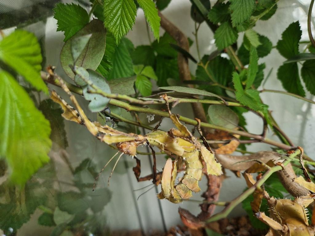 Australische flappentak