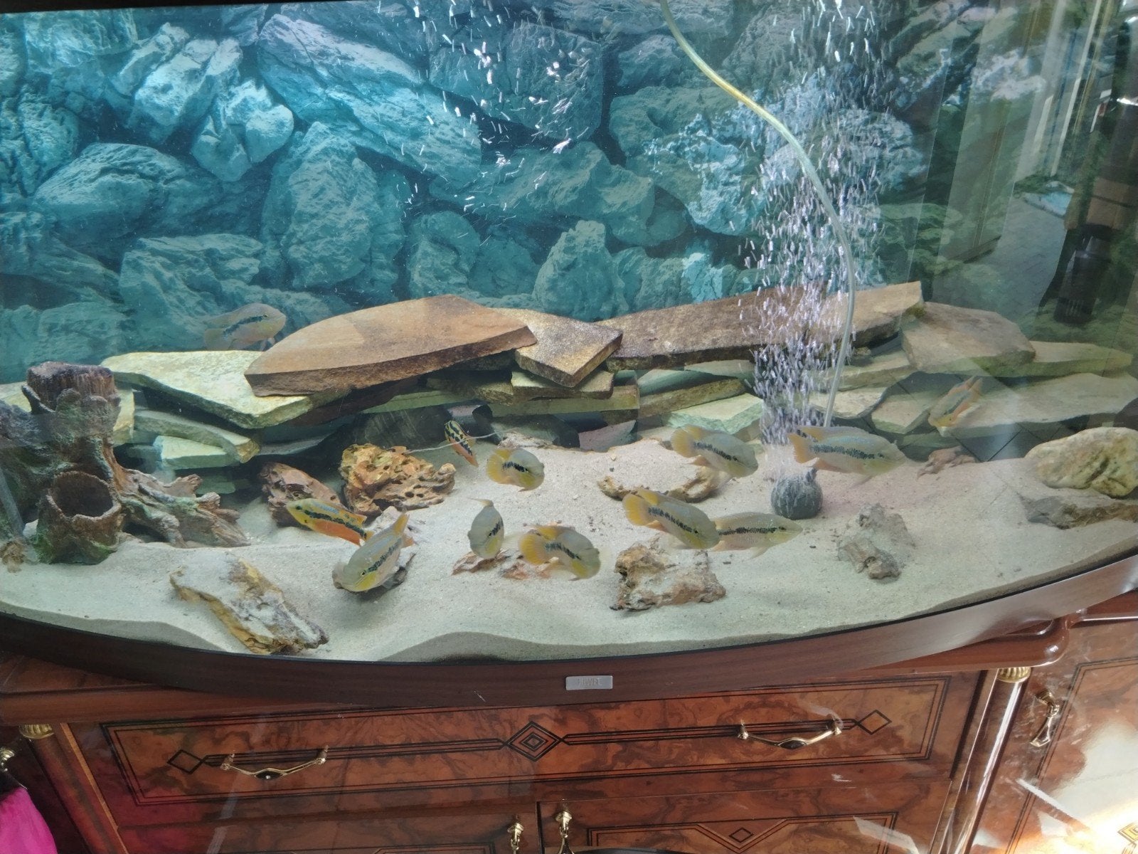 aquarium met salvinis, Inclusief toebehoren, Ophalen of Verzenden, Zo goed als nieuw, Juwel