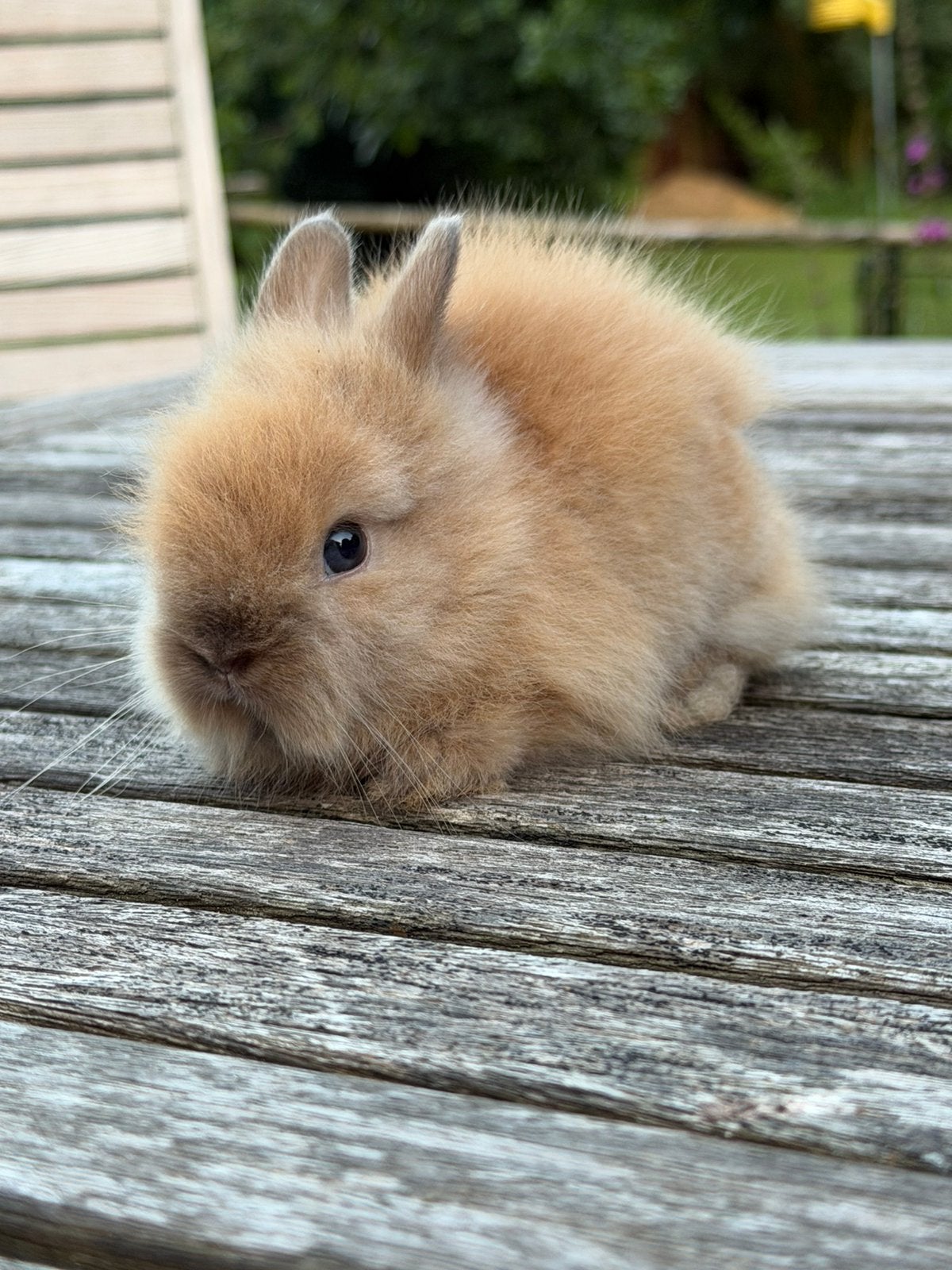 Super knappe teddy dwerg konijntjes, Meerdere dieren, Dwerg, 0 tot 2 jaar