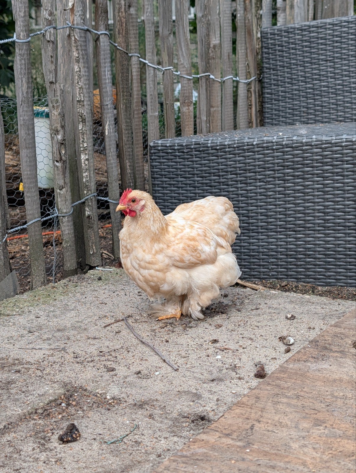Haan Cochin kriel, Dieren en Toebehoren, Pluimvee