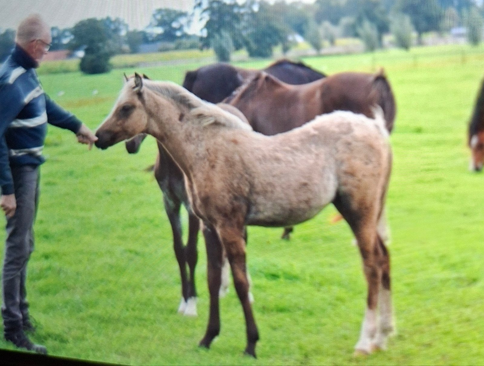 prachtig Welsh hengstveulen, Dieren en Toebehoren, Met stamboom, Niet van toepassing, 0 tot 2 jaar, Hengst