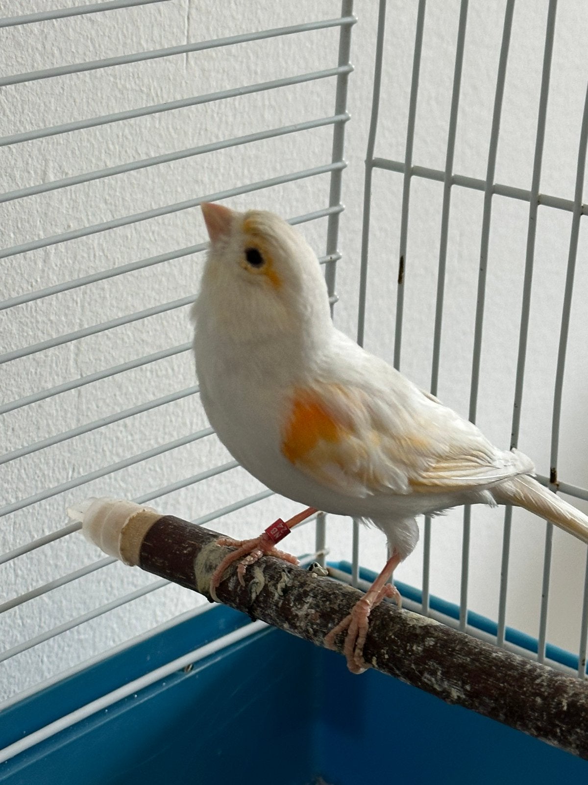 Kanarie pop, Vrouwelijk, Bastaard