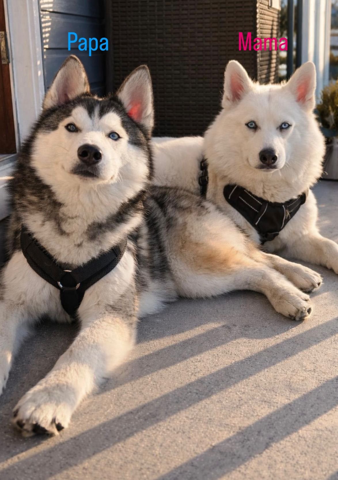 Pomsky's puppy's te koop, Dieren en Toebehoren, Parvo, 8 tot 15 weken, Meerdere, Meerdere dieren