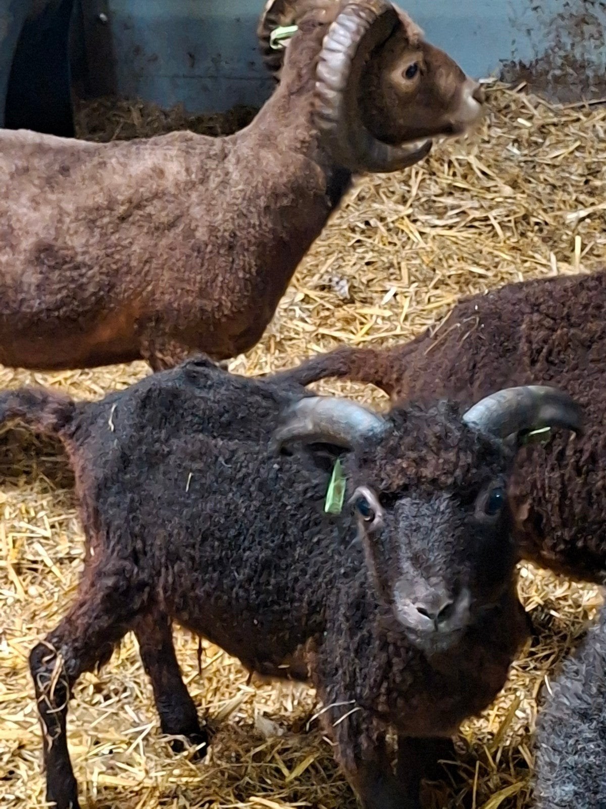 2 Ouessant rammen van 2025 bruin en zwart, Mannelijk, Schaap