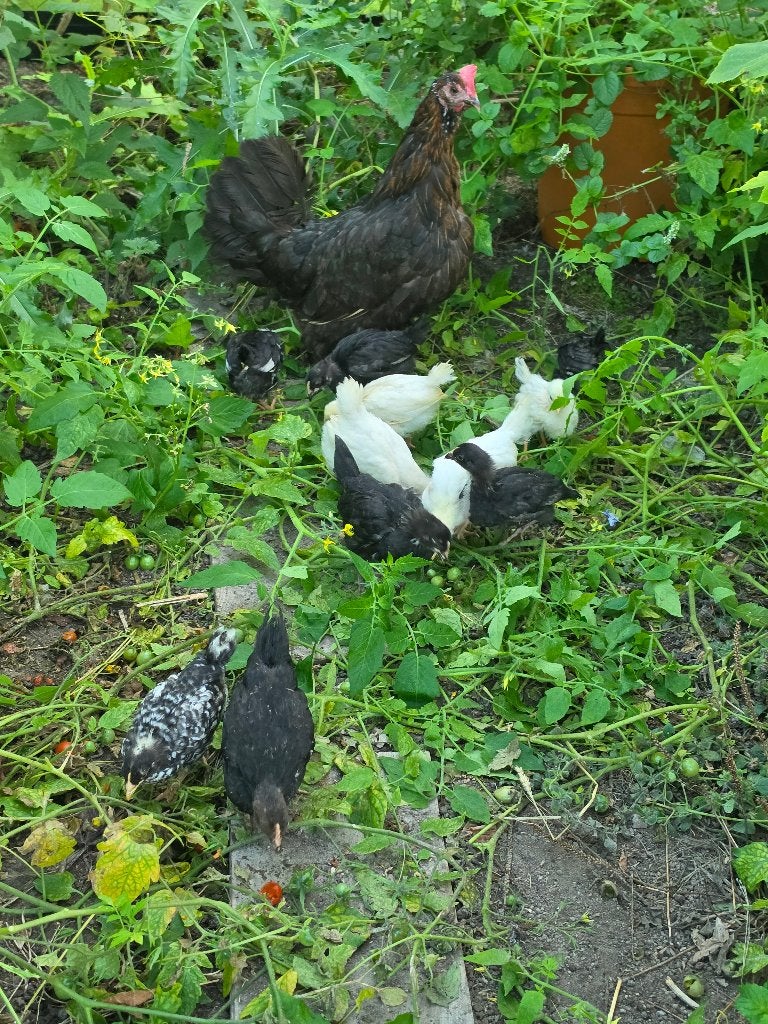 Kuikens te koop verschillende soorten, Dieren en Toebehoren, Meerdere dieren, Kip