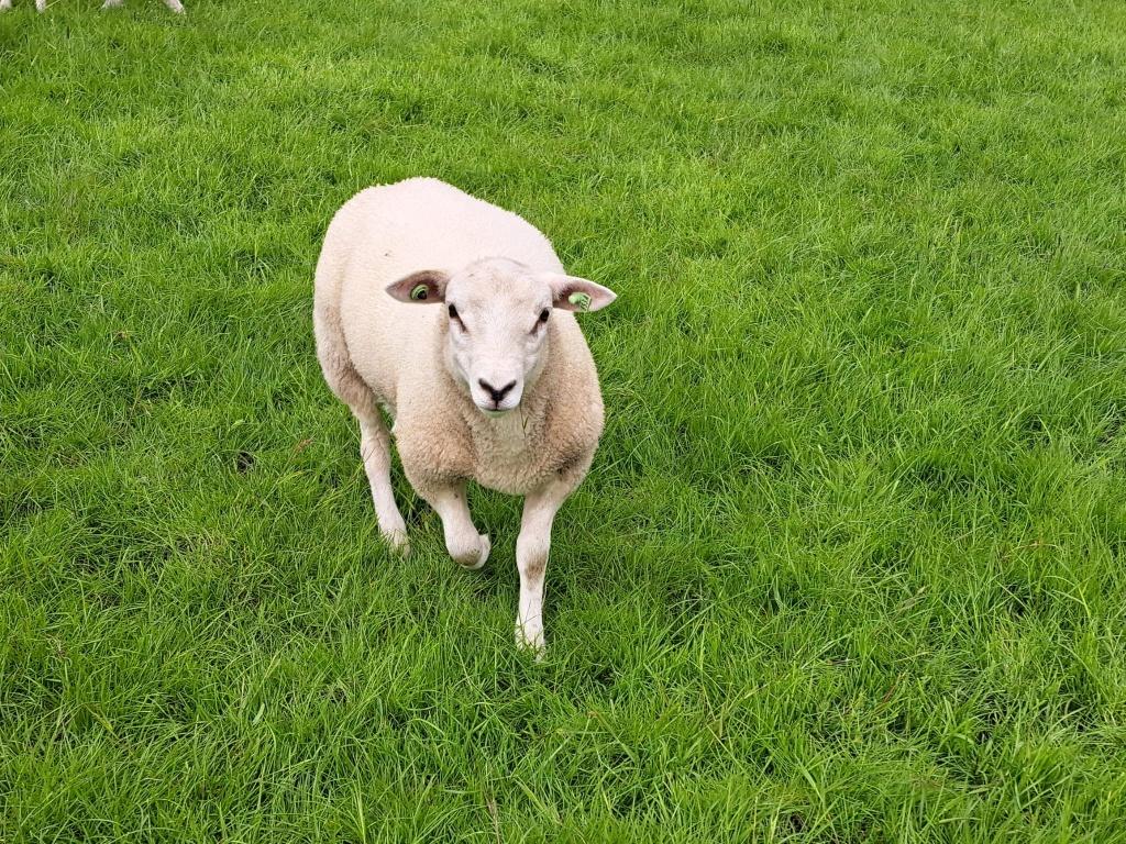 Eerste keuze uit 19 zwoegervrije Swifter Stamboekrammen, Mannelijk, Schaap, 0 tot 2 jaar