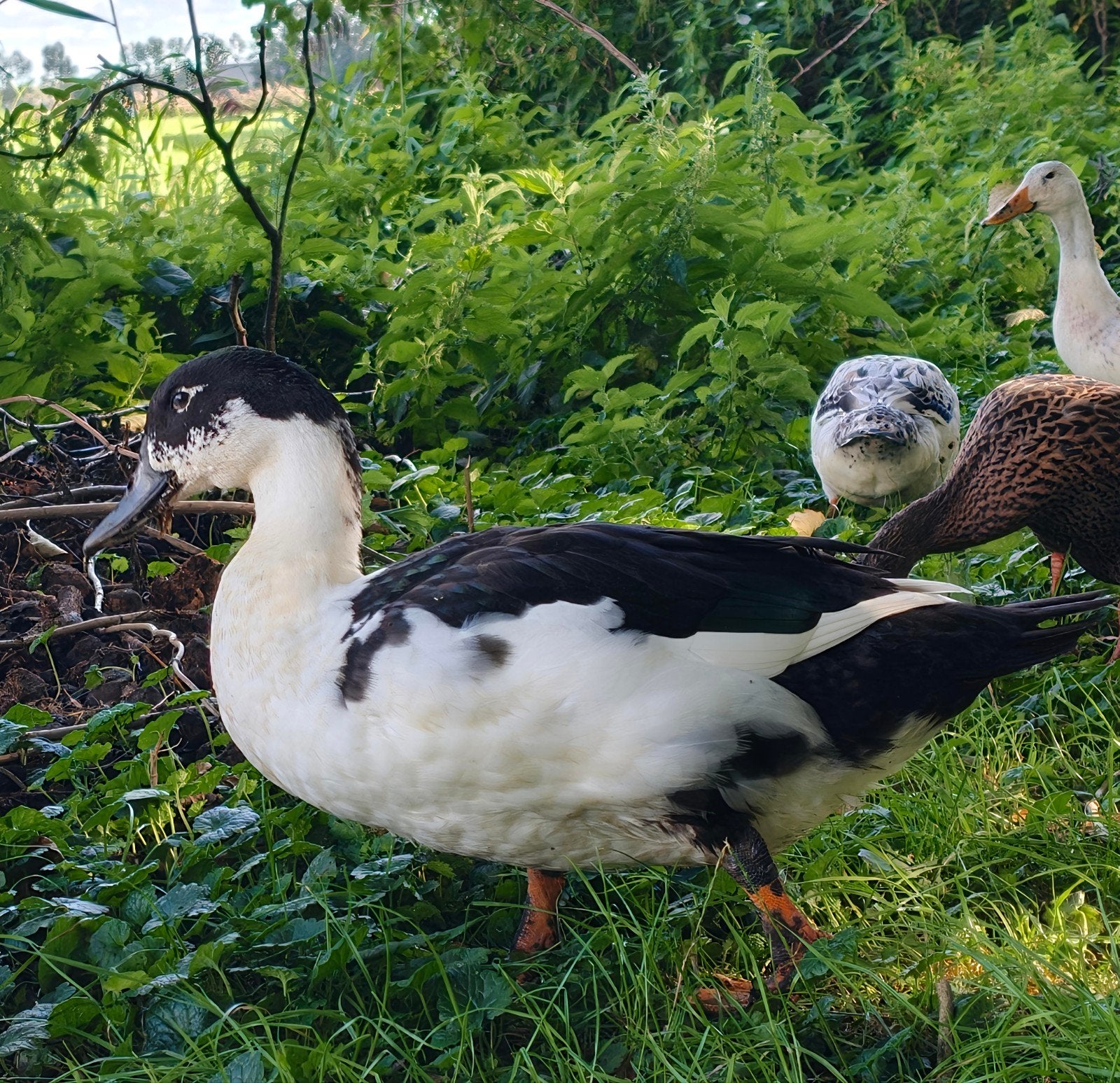 grote tamme  mannelijke loop eenden, Dieren en Toebehoren, Pluimvee, Mannelijk, Eend