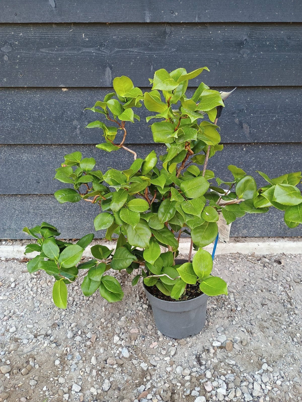 Curly Lady PBR - Unieke Klimplant voor uw Tuin, Ophalen, Vaste plant, Bloeit niet, Halfschaduw