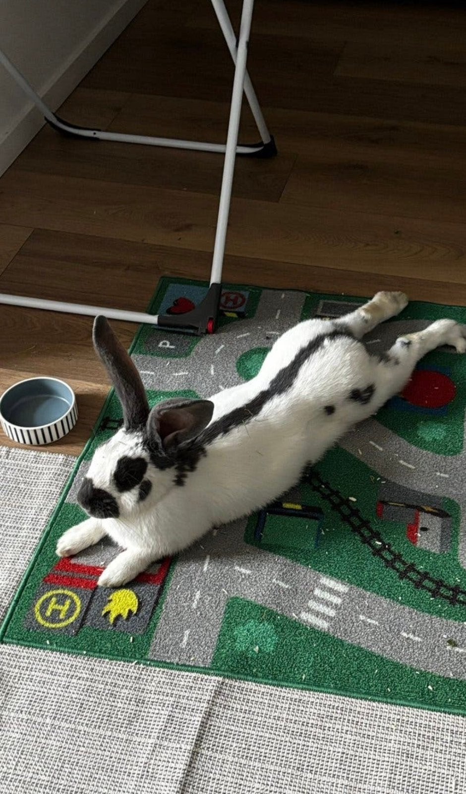 lief sociaal en zindelijk Lotharinger, Dieren en Toebehoren, Konijnen