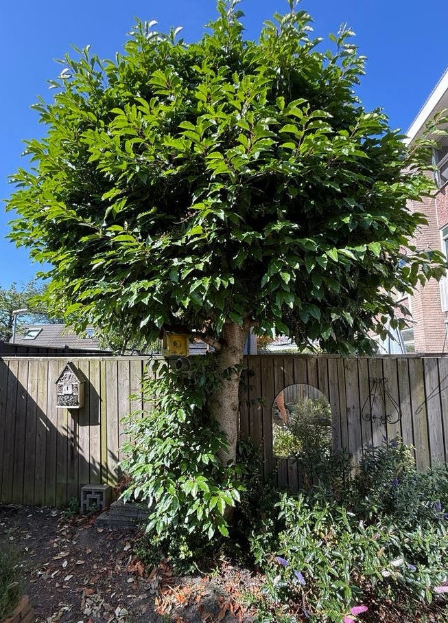 Prachtige Portugese laurier (Prunus lusitanica), Tuin en Terras, Planten | Bomen, Ophalen, Bloeit niet, Halfschaduw, Overige soorten